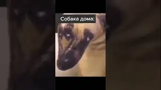 Пес з Аліекспресс #мем #прикол #meme #угар #funny #клас #тікток #пес