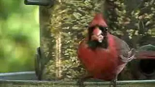 Cardinal Visit! [Backyard Bag Feeder Project]