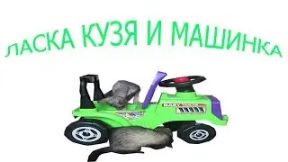 Ferret and cat friends!!! Ferret and cat mating!!! Хорек с котом!!!  Хорек и кошка!!! Хорек и кот!!!