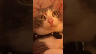 Васюка