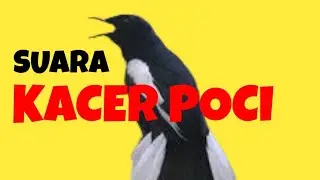 Kacer Poci #kacer #kacergacor #kacerbongkarisian