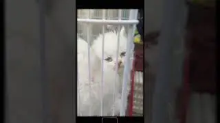 beautiful kittens | beautiful cats | cat video