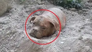 TO TEARS!😢. The dog was buried alive and tied to a bag of rubble so that she could not get out...