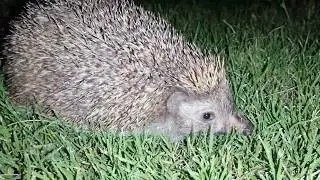 Kirpiyi hiç bu kadar yakından görmediniz!!!🦔Bu gece konuklarımız arasında bay Kirpi'de var🦔🤗 ||