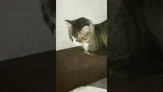 Кокосик