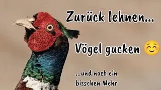 Vogelbeobachtung am Niederrhein, eine Tour durchs übliche Gebiet