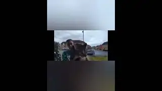 #кот