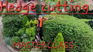 LHL hedge cutting masterclass