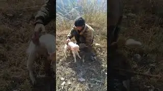 kid 🐐🐐 #village #gaddi #shimla #chamba #khajiar #satindersartaaj  #animals #learners011