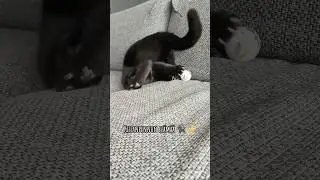 Noitakissa 🐈‍⬛✨