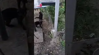 маленький пишний