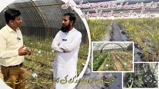 Ginger farming ادرک کی کاشتکاری Pakistan k kin areas me ki ja skti hai |Ginger cultivation |IR FARM