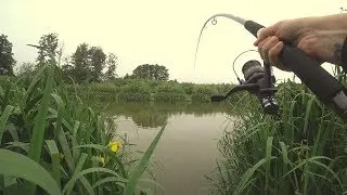 Carp fishing in summer. SUPER carp bites!!!