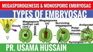 Lect.No.6: a) MEGASPOROGENESIS. b) MONOSPORIC EMBRYOSAC. c) TYPES OF EMBRYOSAC