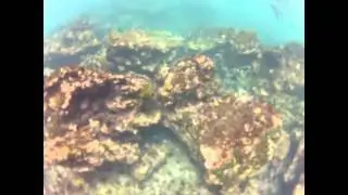 Snorkelling in the Galapagos