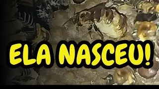 A ABELHA RAINHA NASCEU (DIVISÃO DE URUÇU)