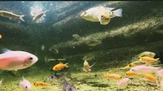 COLOQUEI PEIXES NOVOS NA CAIXA D'ÁGUA FICOU INCRÍVEL!!!