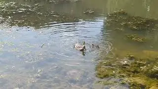 Уточки любят булочки.