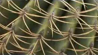 Sonoran Desert