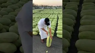 Нарезка 💪🏻🔪🍉