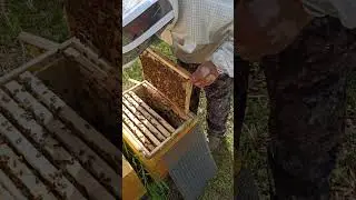 Подготовка семей к акации 2 часть. 