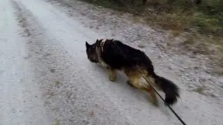 Färska spår av 2 vargar i Värmland (REVIRMARKERAR)