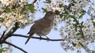 Песня о земной красоте