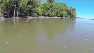 jumping fish
