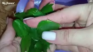 Укоренение черенков Декабриста