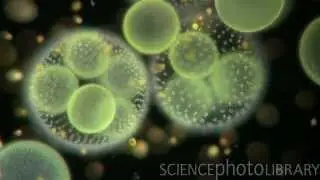 Plants & Fungi showreel