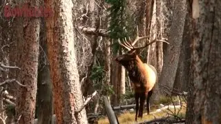 Bowhunting Pressured Bull Elk: Draw Without Getting Busted!