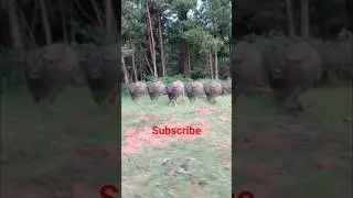 wild bison spotted alone 