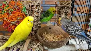 budgie sounds