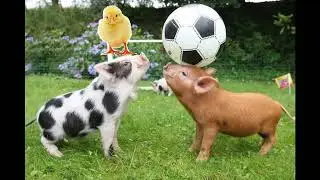 Peter Griffin of Family Guy Fight Chicken BIRD! FAN Made Comedy Sounds Like AI