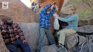 Indigenous rangers sharing knowledge on black-footed rock-wallaby | WWF-Australia
