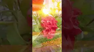 Хэерле кич 🌹якын дусларым 💕