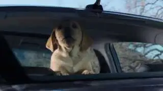 Собачья любовь