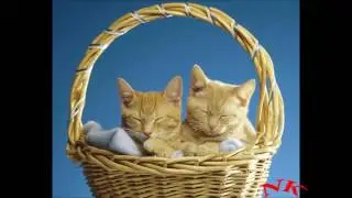 Котики вперед