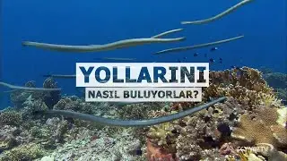 Deniz yılanlarının akıl almaz göçü