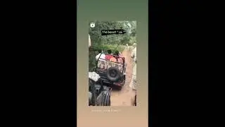 Tiger vs Cow - Tigre Caza Vaca - India