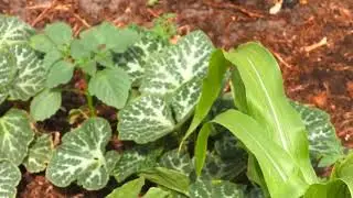 Food-Forrest-Pt-B-2021-01-12