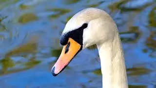Mute swan close-up, stretching its wings and a pair of swans on water