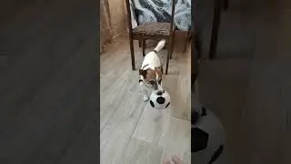 Джек рассел терьер