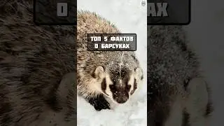 топ 5 фактов о барсуках #животные #факты #интересно #топчик
