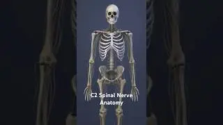 C2 Spinal Nerve Anatomy