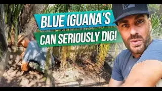 The Blue Iguanas NEED a RETROFIT!
