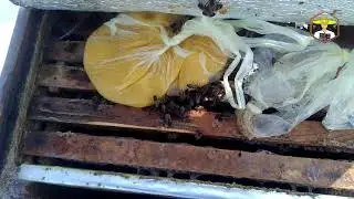 ✔ ВУЛИК У КУЩАХ - ч5. Як перезимували бджоли 🐝 Бджільництво для початківців