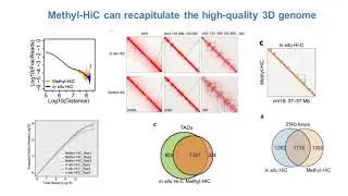Single-cell multi-omics: DNA methylation and 3D genome