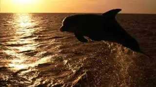 Meditation - Sounds Of Dolphins