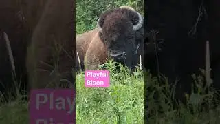 Playful Bison in Elk Island National Park